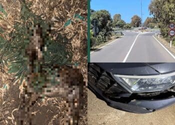 Ancora cervi sulla Ss 195, ennesimo incidente a Pula