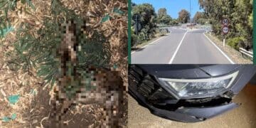 Ancora cervi sulla Ss 195, ennesimo incidente a Pula