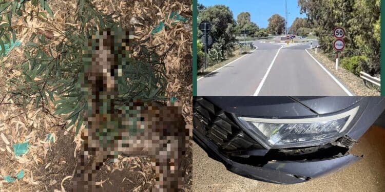 Ancora cervi sulla Ss 195, ennesimo incidente a Pula