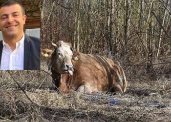 Dermatite bovina, Urpi: “Quando si ascolta anche l’opposizione si possono dare risposte concrete”