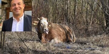 Dermatite bovina, Urpi: “Quando si ascolta anche l’opposizione si possono dare risposte concrete”