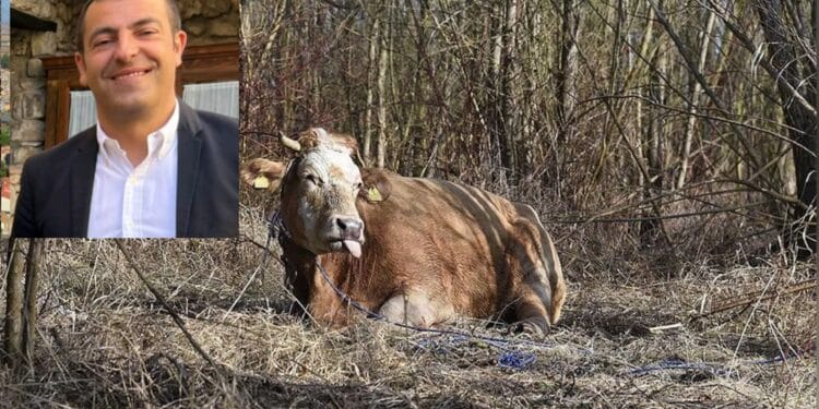 Dermatite bovina, Urpi: “Quando si ascolta anche l’opposizione si possono dare risposte concrete”