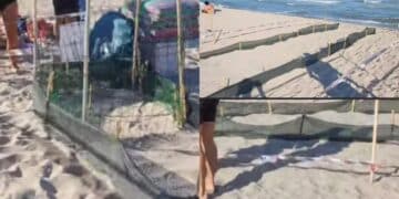 Poetto, il nido di mamma tartaruga acchiappa l’attenzione di turisti e bagnanti