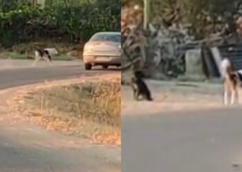 Paura a Samassi, branco di cani rincorre e tenta di aggredire chiunque passi vicino