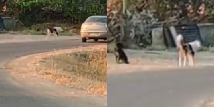 Paura a Samassi, branco di cani rincorre e tenta di aggredire chiunque passi vicino