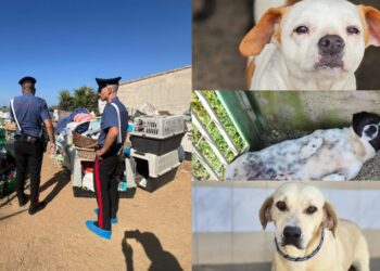 Quartu, dal canile lager a una nuova vita: ecco i cani salvati dall’inferno