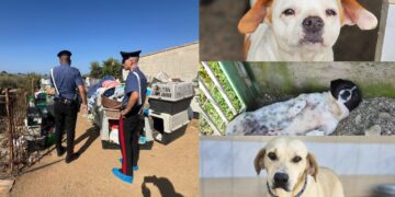 Quartu, dal canile lager a una nuova vita: ecco i cani salvati dall’inferno