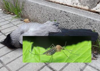 Febbre del Nilo, sale la paura: a Collinas misure straordinarie contro i contagi