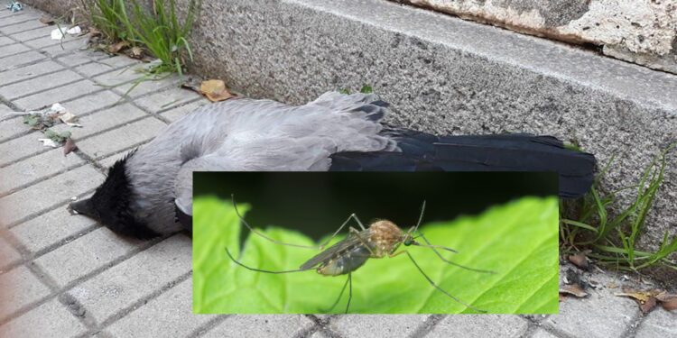 Febbre del Nilo, sale la paura: a Collinas misure straordinarie contro i contagi