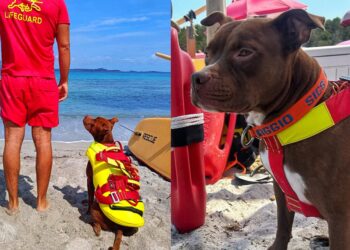 Un cane bagnino salva un bimbo fra gli scogli: il pitbull Dylan eroe in spiaggia