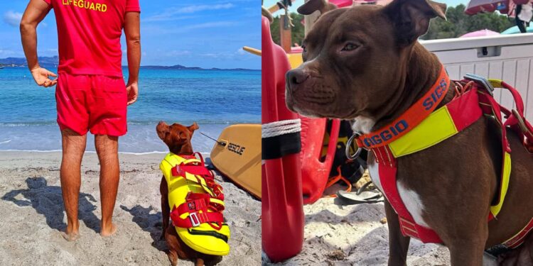 Un cane bagnino salva un bimbo fra gli scogli: il pitbull Dylan eroe in spiaggia