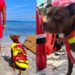 Un cane bagnino salva un bimbo fra gli scogli: il pitbull Dylan eroe in spiaggia