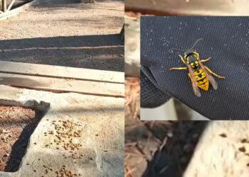 Sinnai, allarme vespe in pineta: attirate dalle crocchette dei gatti hanno messo in fuga i runner al parco