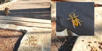 Sinnai, allarme vespe in pineta: attirate dalle crocchette dei gatti hanno messo in fuga i runner al parco