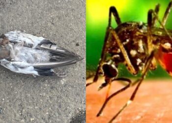 Febbre del Nilo in Sardegna: “Vigilare senza allarmarsi”