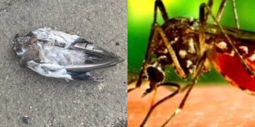 Febbre del Nilo in Sardegna: “Vigilare senza allarmarsi”