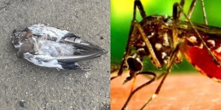 Febbre del Nilo in Sardegna: “Vigilare senza allarmarsi”