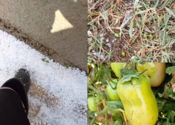 Grandinate improvvise nel Sud Sardegna, imprenditori agricoli in ginocchio