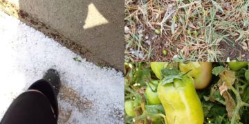 Grandinate improvvise nel Sud Sardegna, imprenditori agricoli in ginocchio