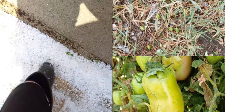 Grandinate improvvise nel Sud Sardegna, imprenditori agricoli in ginocchio