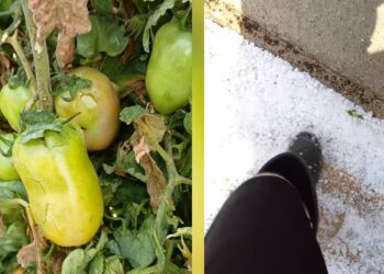 Ingenti danni alle colture dopo il maltempo, Sorgia: “L’assessore all’agricoltura intervenga subito”