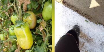 Ingenti danni alle colture dopo il maltempo, Sorgia: “L’assessore all’agricoltura intervenga subito”