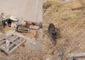 A Decimomannu atti vandalici contro la colonia felina, l’ira della sindaca Monica Cadeddu