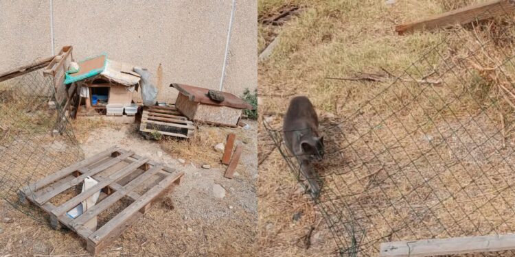 A Decimomannu atti vandalici contro la colonia felina, l’ira della sindaca Monica Cadeddu