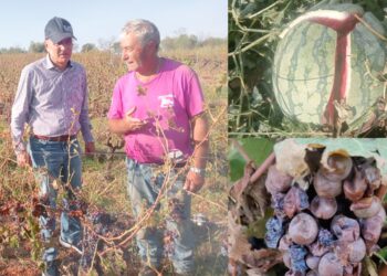 Agricoltori della Trexenta in ginocchio dopo i nubifragi dei giorni scorsi