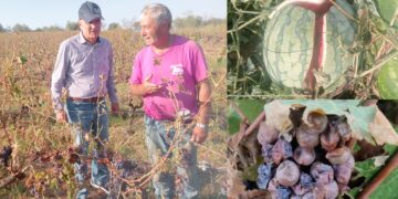 Agricoltori della Trexenta in ginocchio dopo i nubifragi dei giorni scorsi