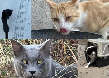 Sestu, sterilizzati i primi gatti di strada grazie alla solidarietà di tanti cittadini