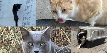 Sestu, sterilizzati i primi gatti di strada grazie alla solidarietà di tanti cittadini