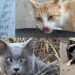Sestu, sterilizzati i primi gatti di strada grazie alla solidarietà di tanti cittadini