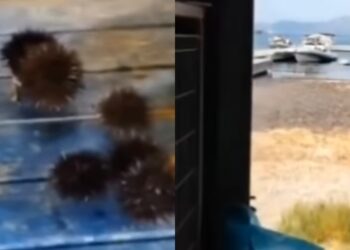 Pesca proibita nell’Area Marina Protetta di Capo Carbonara, ricci messi in mostra sui social