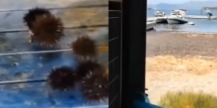 Pesca proibita nell’Area Marina Protetta di Capo Carbonara, ricci messi in mostra sui social