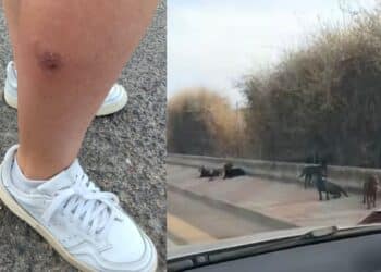 Cagliari, allarme cane randagi: aggredita dal branco, giovane donna salvata da una passante