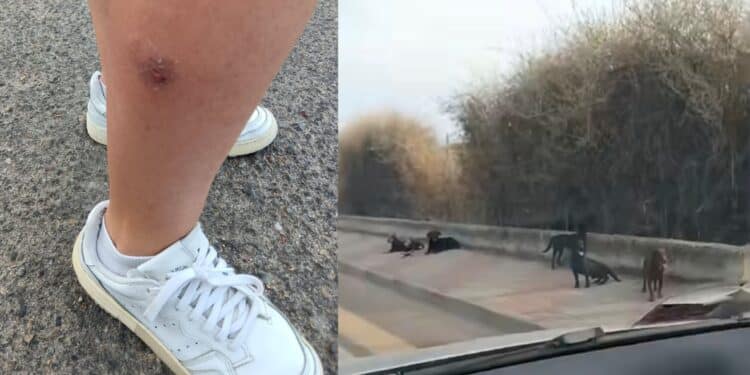 Cagliari, allarme cane randagi: aggredita dal branco, giovane donna salvata da una passante