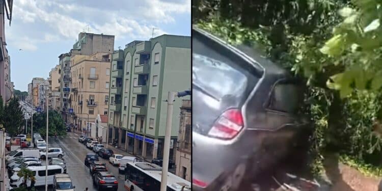 Ficus crollato in viale Sant’Avendrace a Cagliari, gli automobilisti: “Illesi per miracolo”