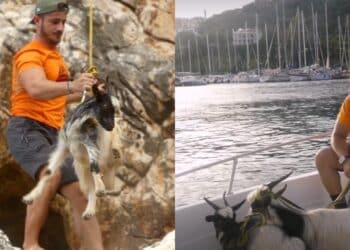 Baunei, le capre del Supramonte imprigionate in una parete impervia: salvate dai volontari