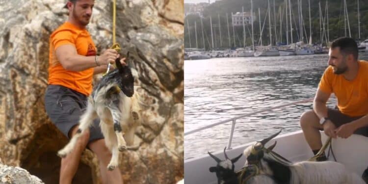 Baunei, le capre del Supramonte imprigionate in una parete impervia: salvate dai volontari