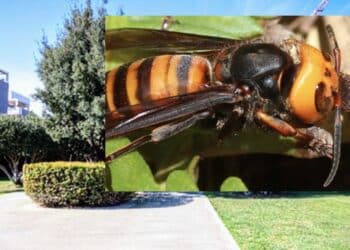 Pirri, allarme vespe asiatiche: chiuso il parco dell’ex Vetreria, gli insetti invadono gli spazi verdi