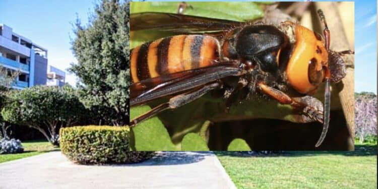 Pirri, allarme vespe asiatiche: chiuso il parco dell’ex Vetreria, gli insetti invadono gli spazi verdi