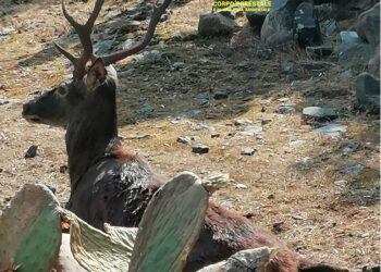 Troppo gravi le ferite inflitte da un bracconiere: morto un magnifico esemplare di cervo sardo