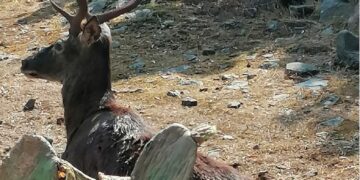 Troppo gravi le ferite inflitte da un bracconiere: morto un magnifico esemplare di cervo sardo