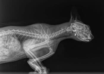 Atti da vigliacchi a Settimo San Pietro: spari contro un gatto, l’animale ha perso la vista