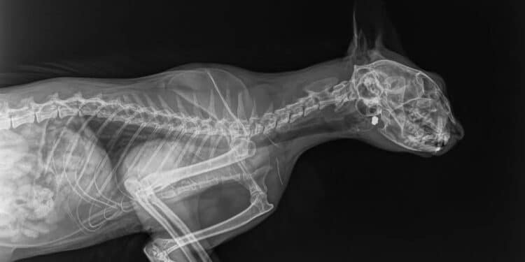 Atti da vigliacchi a Settimo San Pietro: spari contro un gatto, l’animale ha perso la vista