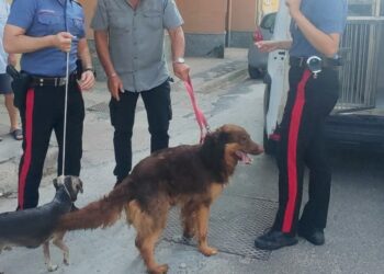 Cagliari, due cani salvati a Pirri: il padrone li teneva chiusi in veranda