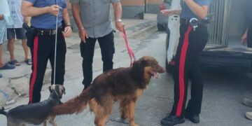 Cagliari, due cani salvati a Pirri: il padrone li teneva chiusi in veranda