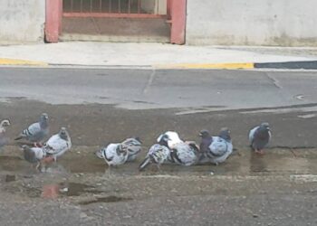 Assemini, maxi perdita d’acqua da due mesi in via Kolbe: “I piccioni ringraziano”