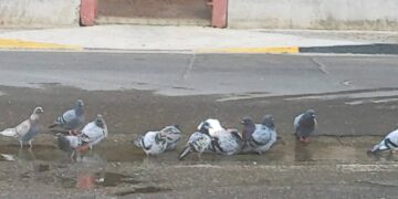 Assemini, maxi perdita d’acqua da due mesi in via Kolbe: “I piccioni ringraziano”